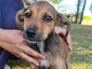 Cachorro raça SRD idade 2 a 6 meses nome Novinha