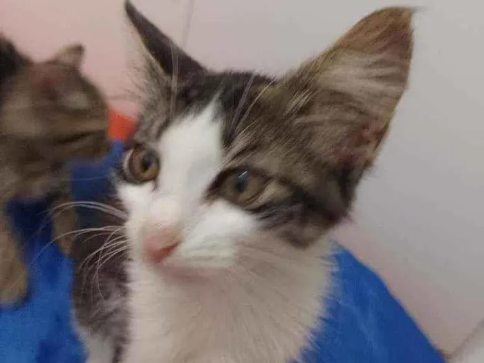 Gato raça Srd idade 2 a 6 meses nome Analua