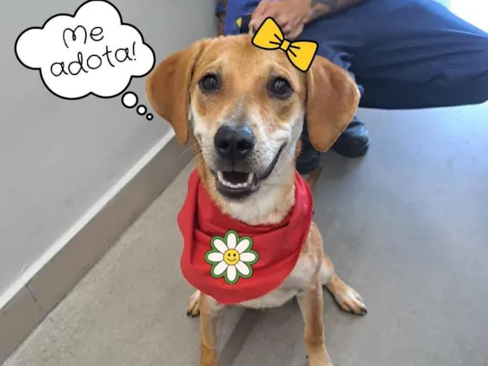 Cachorro ra a Srd idade 1 ano nome Lili