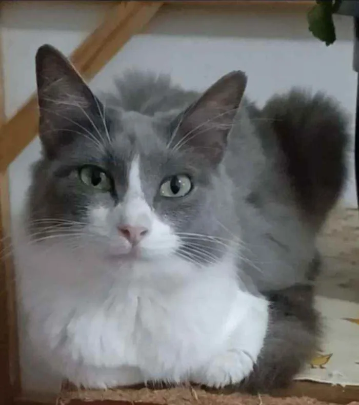 Gato ra a srd idade 7 a 11 meses nome ** SERENA **