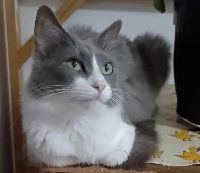 Gato ra a srd idade 7 a 11 meses nome ** SERENA **