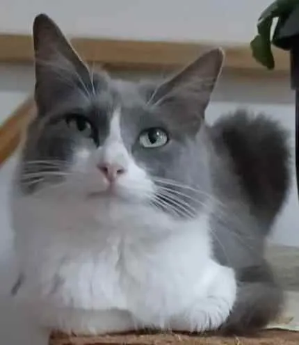 Gato ra a srd idade 7 a 11 meses nome ** SERENA **