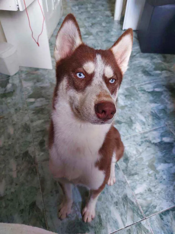 Cachorro ra a Husky Siberiano idade 1 ano nome Jack