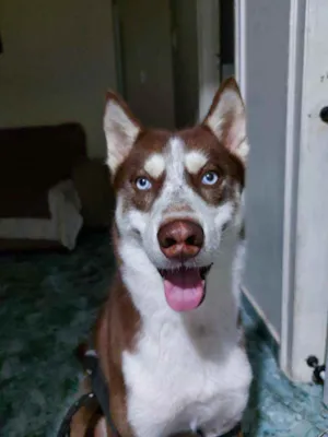 Cachorro raça Husky Siberiano idade 1 ano nome Jack