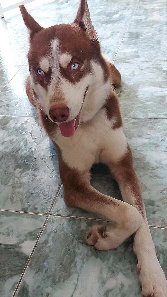 Cachorro ra a Husky Siberiano idade 1 ano nome Jack