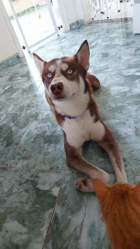 Cachorro ra a Husky Siberiano idade 1 ano nome Jack