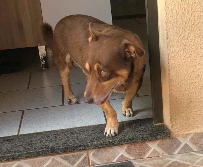 Cachorro ra a mista idade 4 anos nome Cooki