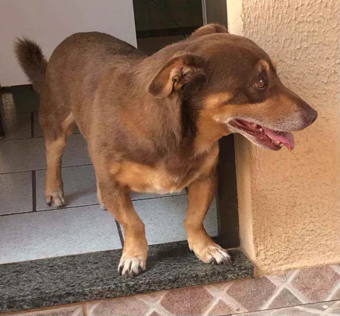 Cachorro ra a mista idade 4 anos nome Cooki