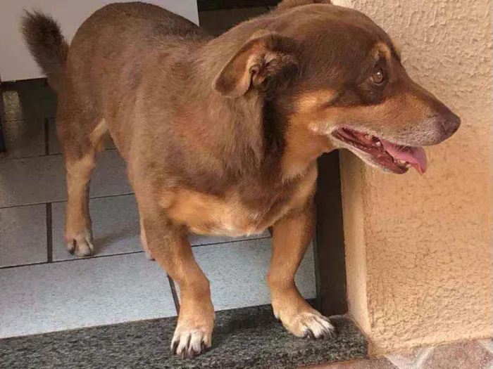 Cachorro ra a mista idade 4 anos nome Cooki