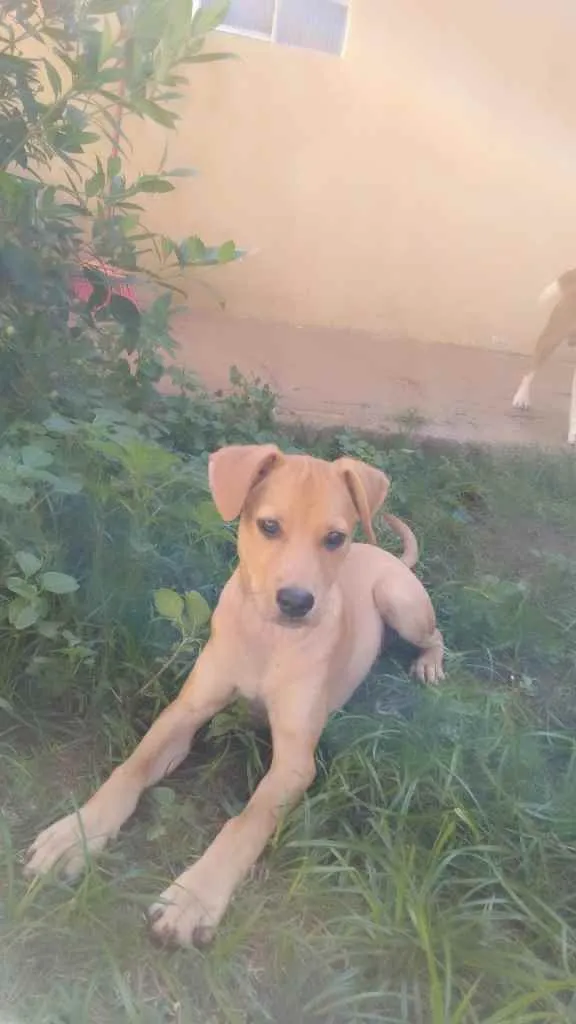 Cachorro ra a Srd idade 2 a 6 meses nome Dom