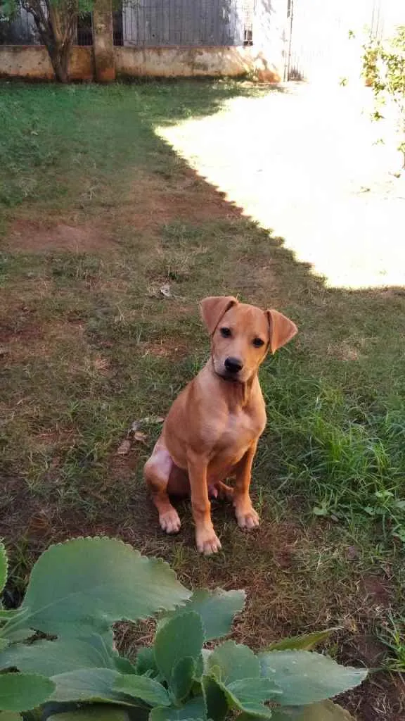 Cachorro ra a Srd idade 2 a 6 meses nome Dom