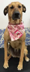 Amora