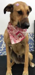 Amora