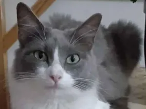 Gato raça srd idade 7 a 11 meses nome ** SERENA **