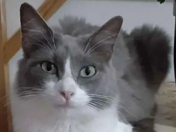 Gato ra a srd idade 7 a 11 meses nome ** SERENA **
