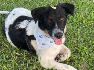 Cachorro raça Sem raça definida  idade 1 ano nome NOEL