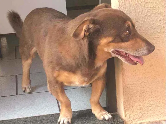 Cachorro ra a mista idade 4 anos nome Cooki