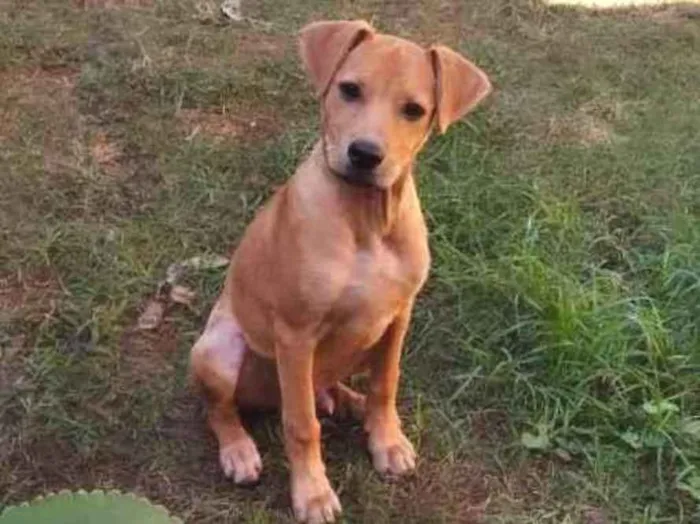 Cachorro ra a Srd idade 2 a 6 meses nome Dom