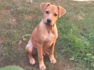Cachorro raça Srd idade 2 a 6 meses nome Dom