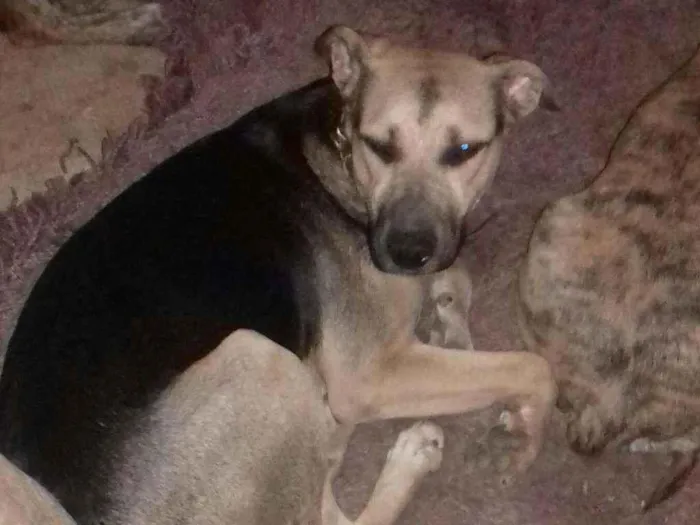 Cachorro ra a Mestiços srd idade 2 a 6 meses nome Filhotes