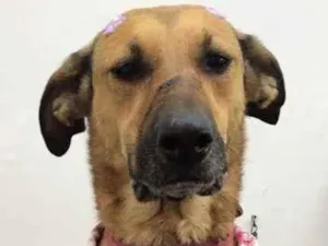 Cachorro raça Srd idade 2 anos nome Amora