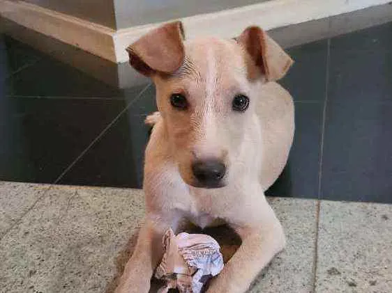 Cachorro ra a Vira lata  idade Abaixo de 2 meses nome Sem nome 