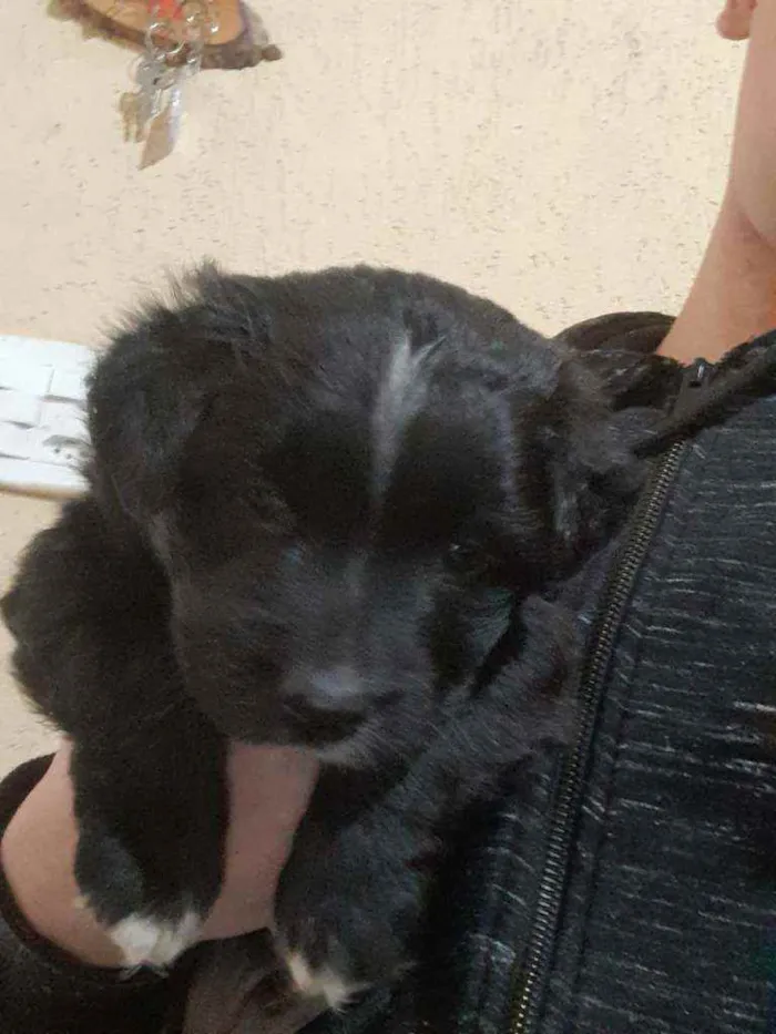Cachorro raça Vira lata  idade Abaixo de 2 meses nome Zeus 