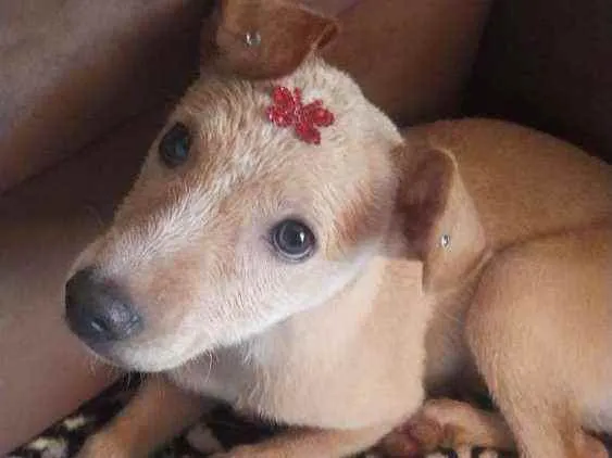 Cachorro ra a Vira lata  idade Abaixo de 2 meses nome Sem nome 