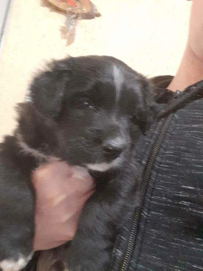 Cachorro raça Vira lata  idade Abaixo de 2 meses nome Zeus 