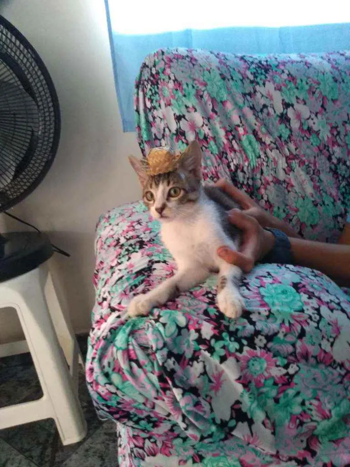 Gato ra a SRD idade 1 ano nome Cristal