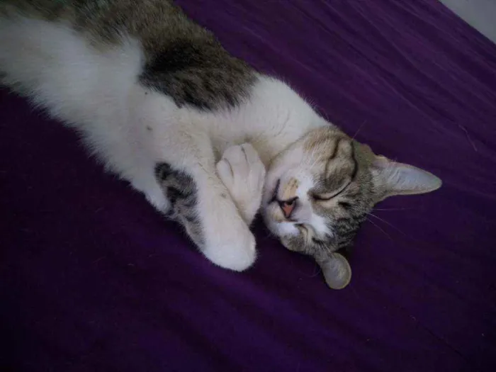 Gato ra a SRD idade 1 ano nome Cristal
