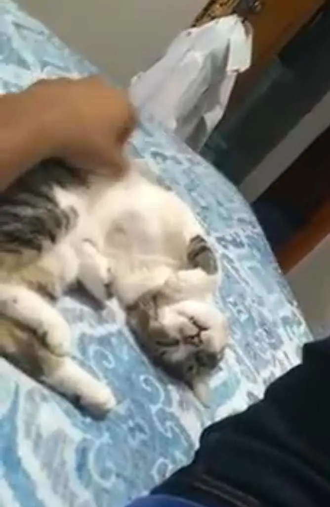 Gato ra a SRD idade 1 ano nome Cristal