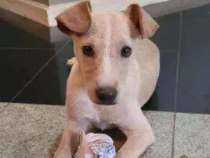 Cachorro raça Vira lata  idade Abaixo de 2 meses nome Sem nome 