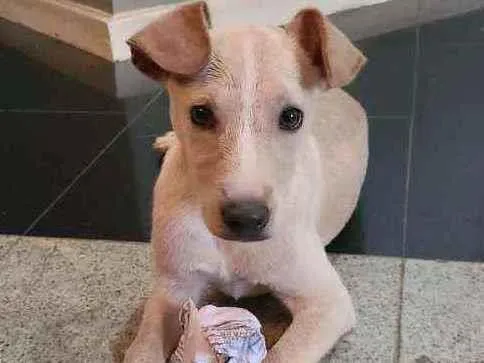 Cachorro ra a Vira lata  idade Abaixo de 2 meses nome Sem nome 