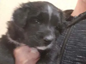 Cachorro raça Vira lata  idade Abaixo de 2 meses nome Zeus 