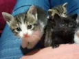 Gatinhos