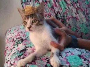 Gato raça SRD idade 1 ano nome Cristal