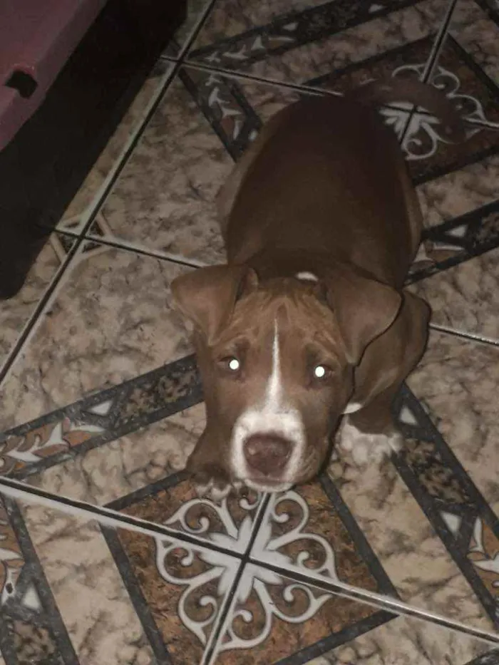 Cachorro ra a Pitt bull idade 2 a 6 meses nome Thor