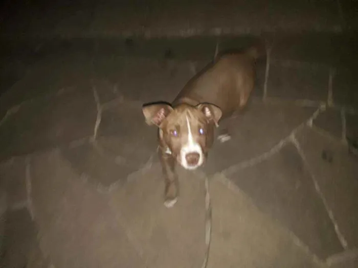 Cachorro ra a Pitt bull idade 2 a 6 meses nome Thor