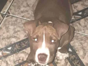 Cachorro raça Pitt bull idade 2 a 6 meses nome Thor