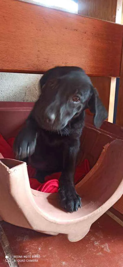 Cachorro ra a SRD idade 2 a 6 meses nome Gaya