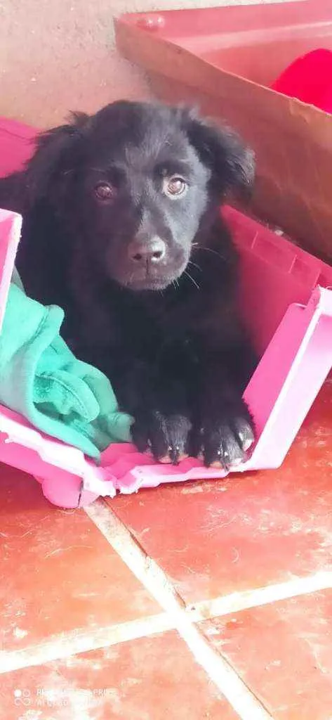 Cachorro ra a SRD idade 2 a 6 meses nome Vênus