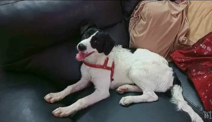 Cachorro ra a Mista idade 7 a 11 meses nome Luna