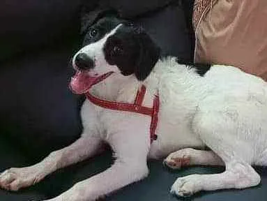 Cachorro ra a Mista idade 7 a 11 meses nome Luna
