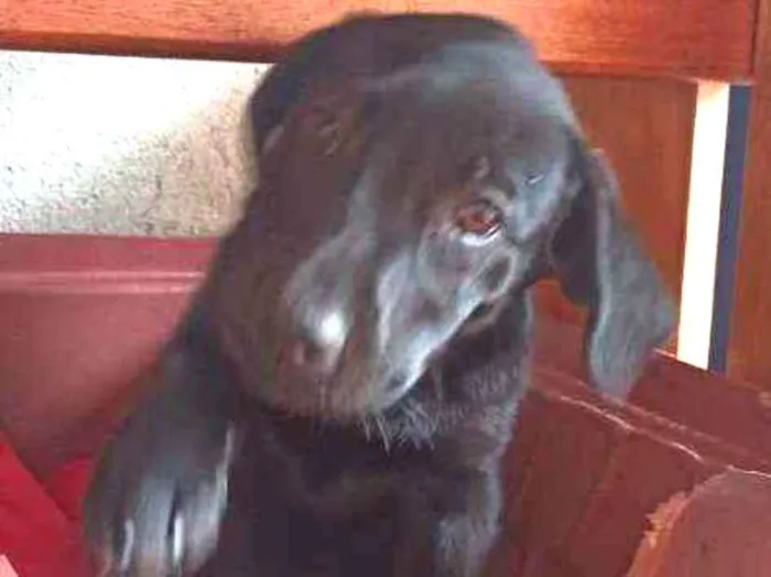 Cachorro ra a SRD idade 2 a 6 meses nome Gaya