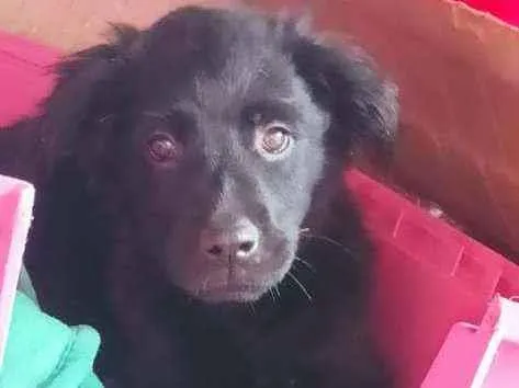 Cachorro ra a SRD idade 2 a 6 meses nome Vênus