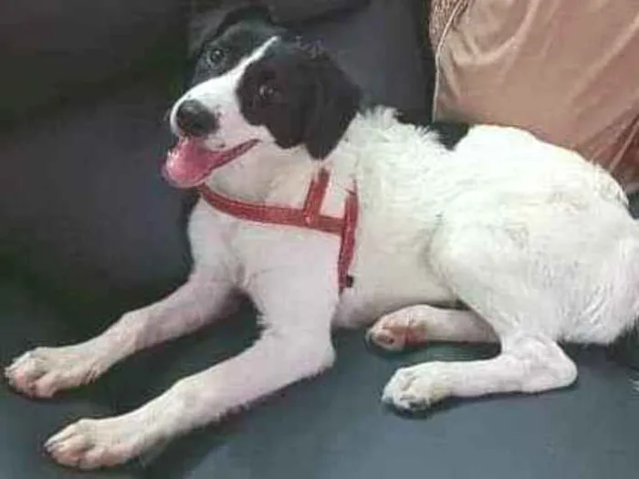 Cachorro ra a Mista idade 7 a 11 meses nome Luna