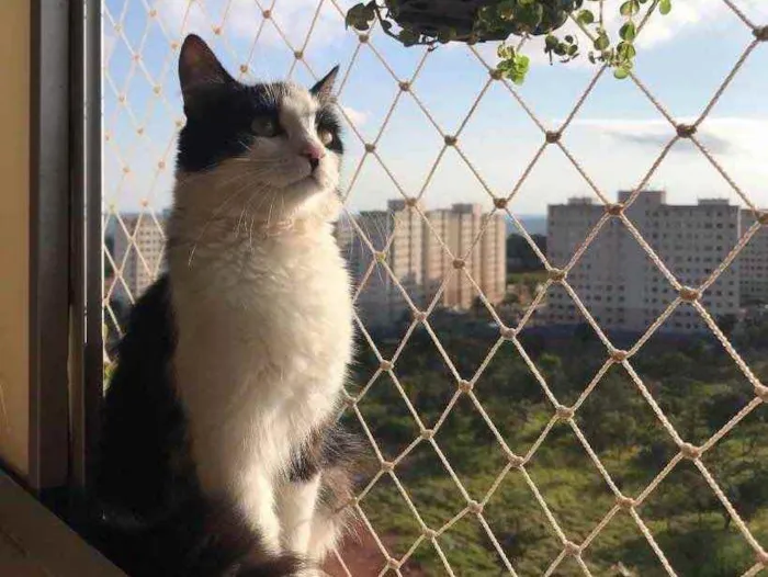 Gato ra a Frajola  idade 7 a 11 meses nome Morgana 