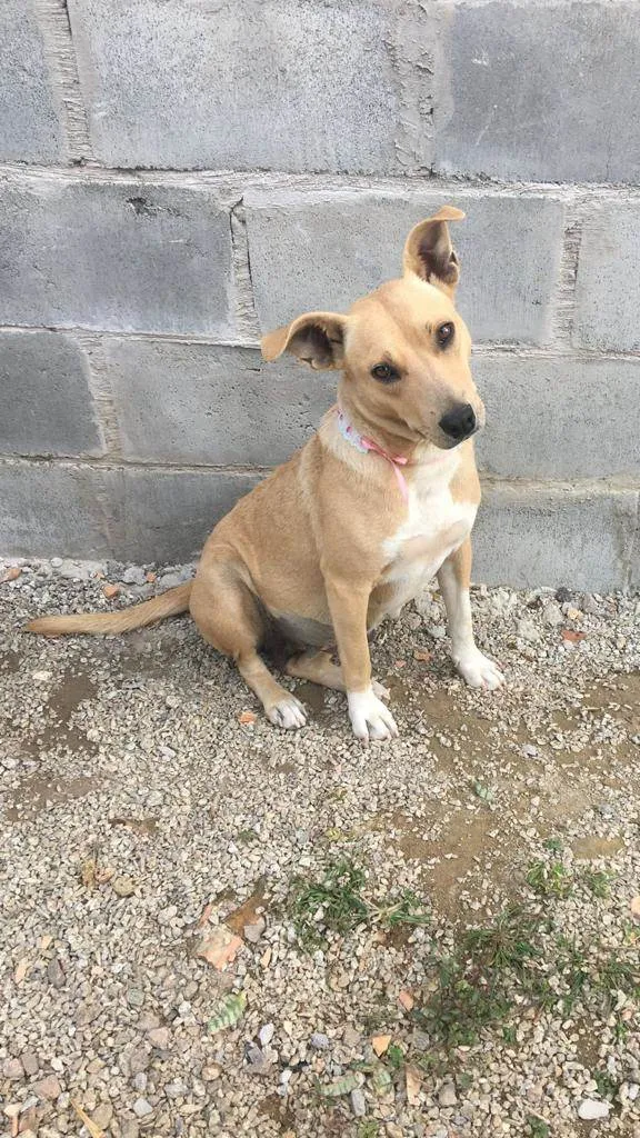 Cachorro ra a  idade 2 anos nome Maesinha 