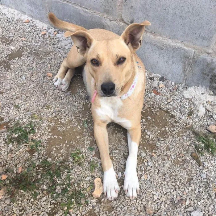 Cachorro ra a  idade 2 anos nome Maesinha 